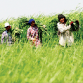 “สภาเกษตรกรแห่งชาติ”-บทบัญญัติคุ้มครองเกษตรกร